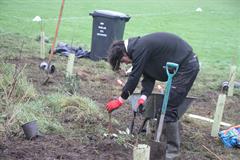 175 crann curtha i bpáirc na scoile! Nollaig 2025