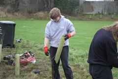 175 crann curtha i bpáirc na scoile! Nollaig 2025