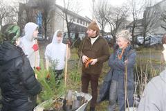 175 crann curtha i bpáirc na scoile! Nollaig 2025