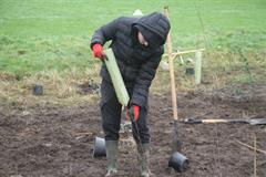 175 crann curtha i bpáirc na scoile! Nollaig 2025