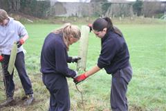 175 crann curtha i bpáirc na scoile! Nollaig 2025