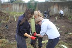 175 crann curtha i bpáirc na scoile! Nollaig 2025