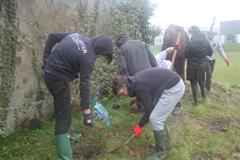 175 crann curtha i bpáirc na scoile! Nollaig 2025