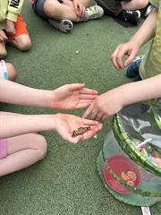 Butterfly Release