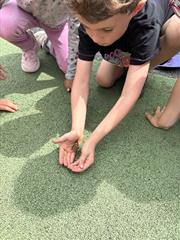 Butterfly Release