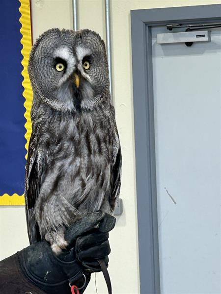 Owl experience
