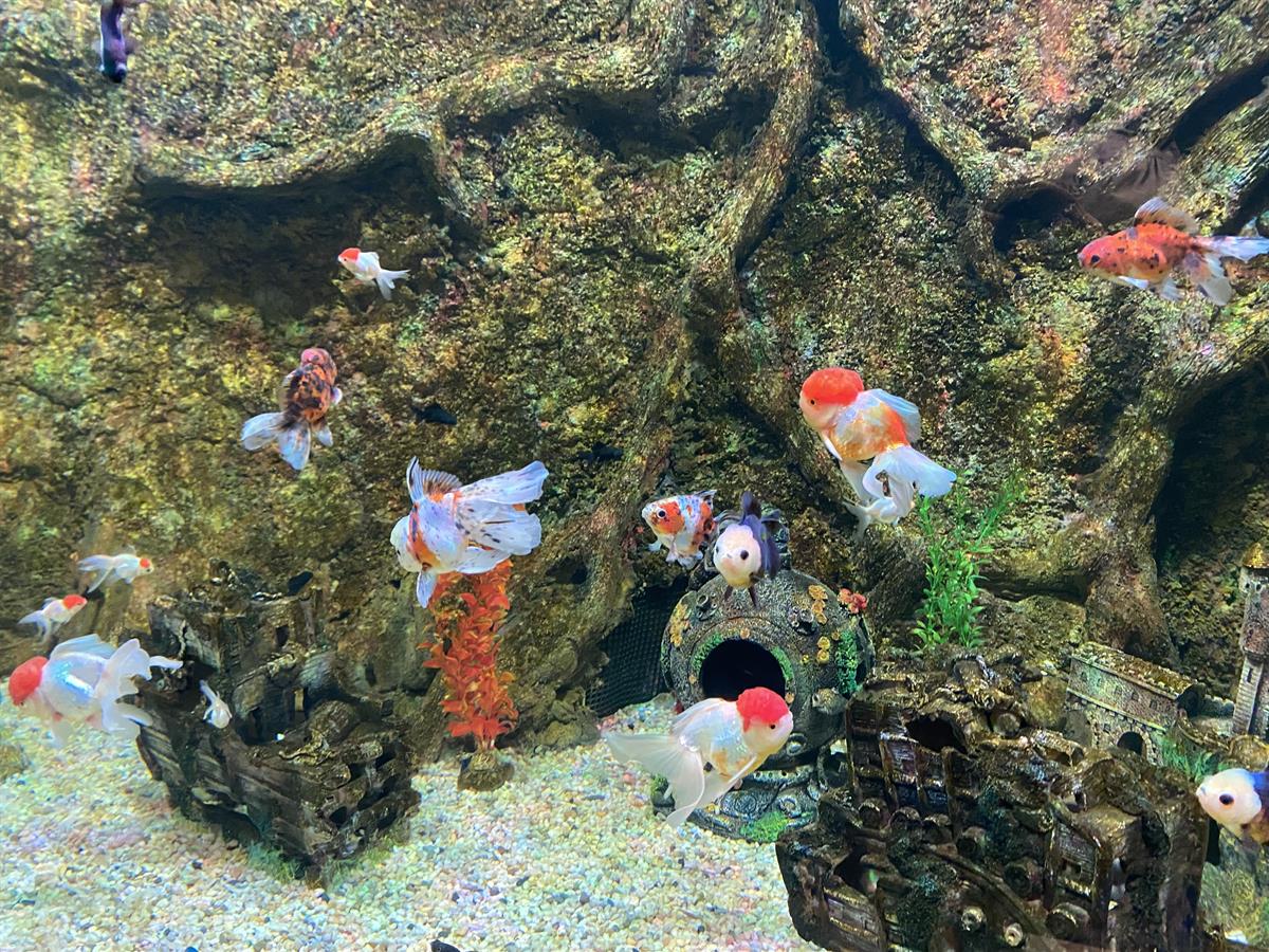 At the Aquarium in Bray