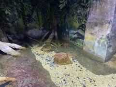 At the Aquarium in Bray