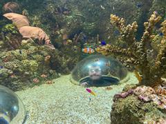 At the Aquarium in Bray