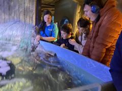 At the Aquarium in Bray