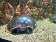 At the Aquarium in Bray