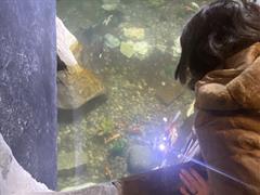 At the Aquarium in Bray