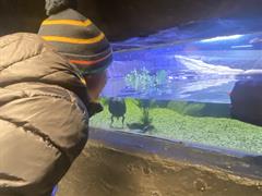 At the Aquarium in Bray