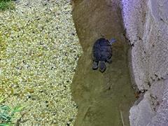 At the Aquarium in Bray