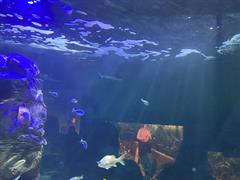 At the Aquarium in Bray