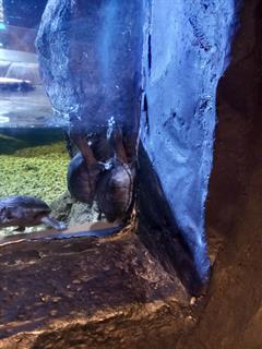 At the Aquarium in Bray