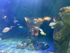 At the Aquarium in Bray