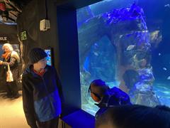 At the Aquarium in Bray