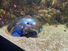 At the Aquarium in Bray