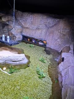 At the Aquarium in Bray