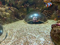 At the Aquarium in Bray