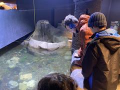 At the Aquarium in Bray