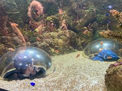 At the Aquarium in Bray