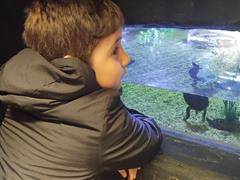 At the Aquarium in Bray