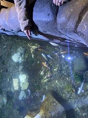 At the Aquarium in Bray