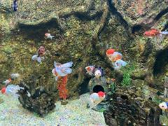 At the Aquarium in Bray