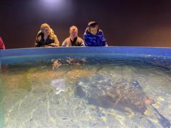 At the Aquarium in Bray