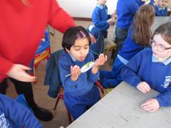 Thaumatrope Spinners