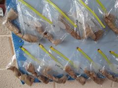 Water Cycle and Seeds