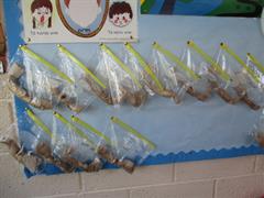 Water Cycle and Seeds