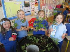 Planting Ash Trees
