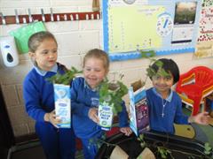Planting Ash Trees