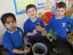 Planting Ash Trees