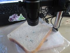 Mouldy Bread