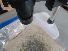 Mouldy Bread