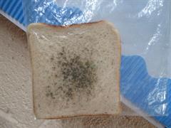 Mouldy Bread