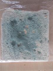 Mouldy Bread