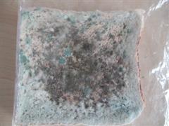 Mouldy Bread