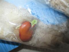Water Cycle and Seeds