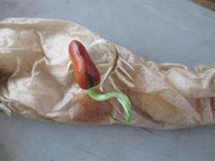 Water Cycle and Seeds