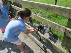 School Tour to Turoe Pet Farm
