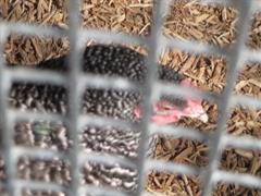 School Tour to Turoe Pet Farm