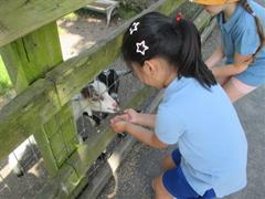 School Tour to Turoe Pet Farm