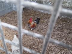 School Tour to Turoe Pet Farm