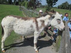 School Tour to Turoe Pet Farm