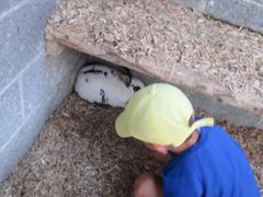 School Tour to Turoe Pet Farm